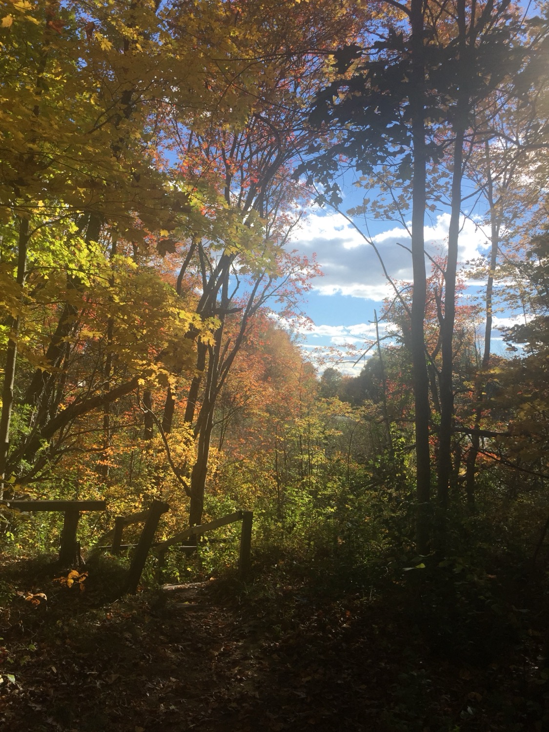 Woodland path representing peace and depth