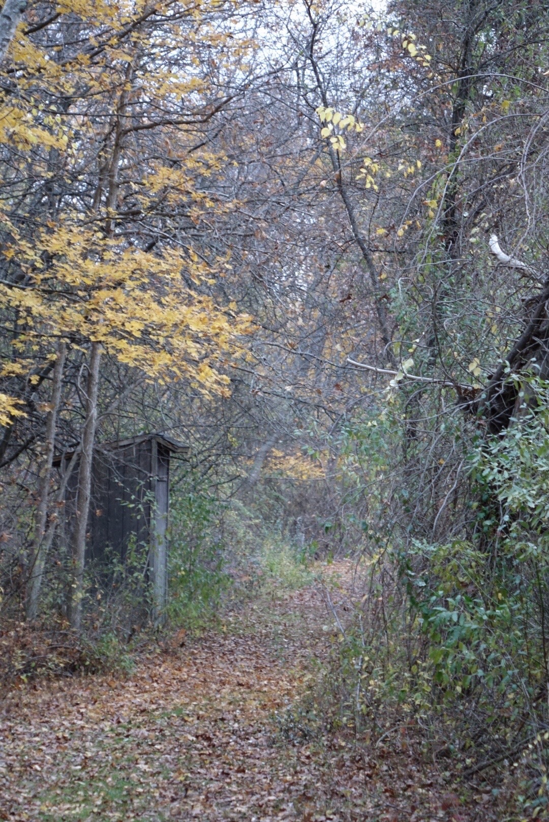 Woodland path representing growth and healing