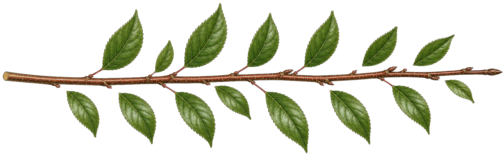 Decorative leaf divider