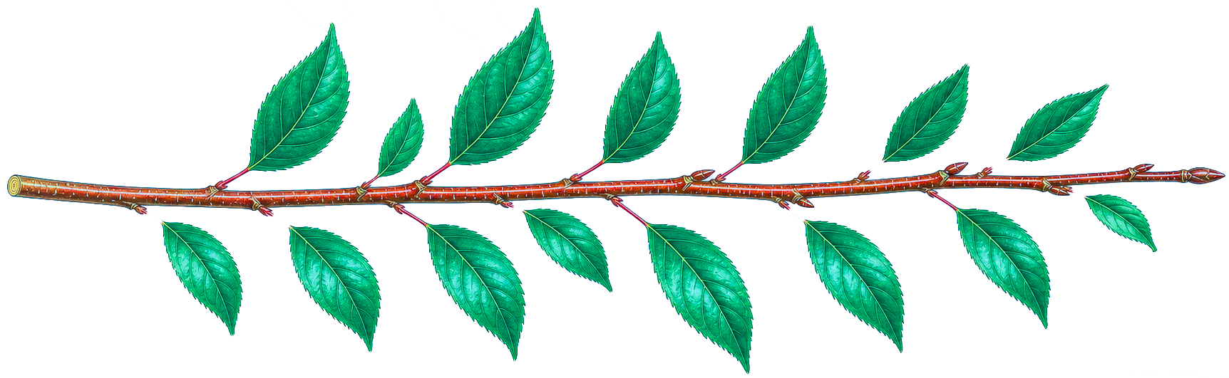 Decorative leaf divider